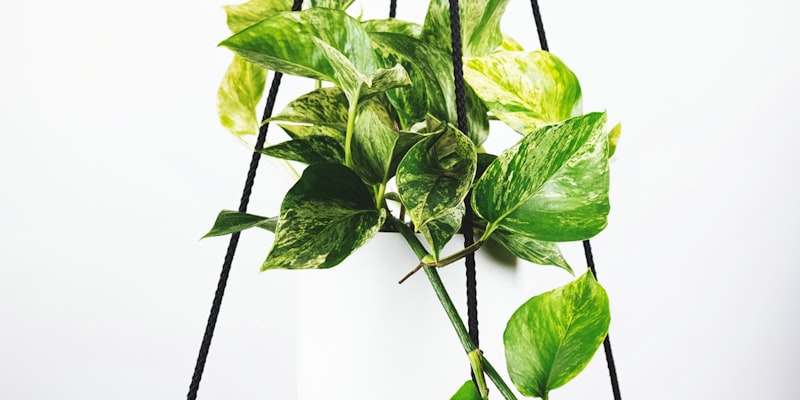 足球运动员梅西举起世界杯冠军奖杯庆祝胜利的瞬间